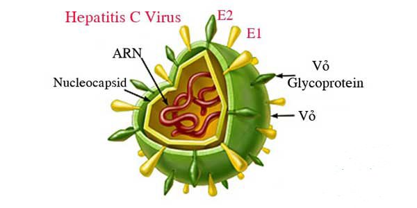 Cấu trúc virus HCV